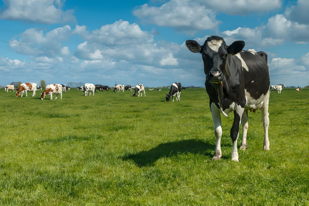 Vaca bajo un cielo de algodón