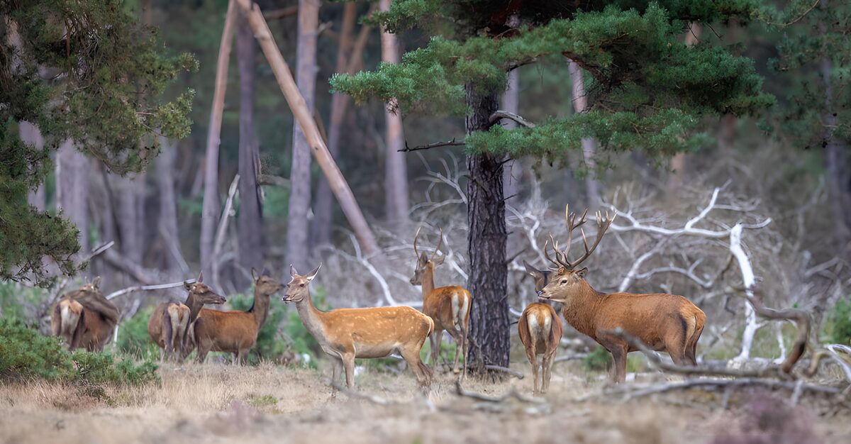 Manada de ciervos en un bosque en calma