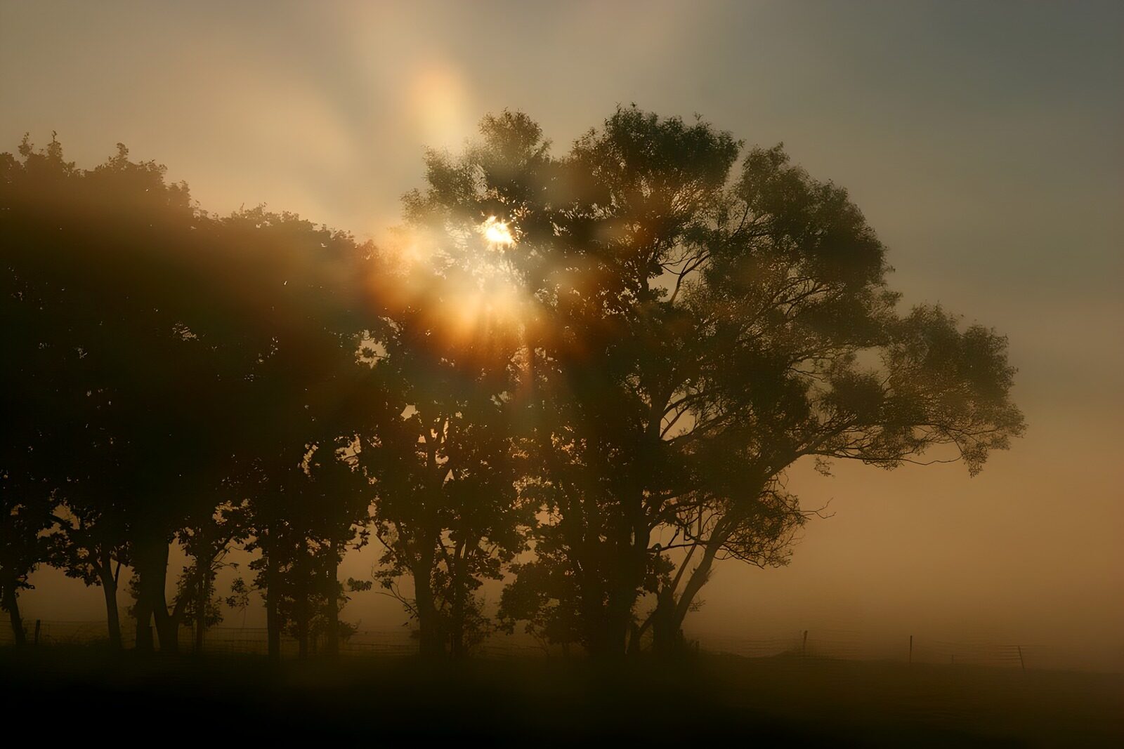 TPES62071: Árboles a contraluz entre la niebla dorada