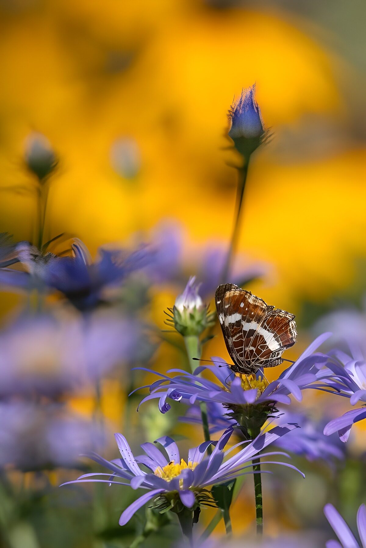 TPES75954: Mariposa sobre un áster morado al sol