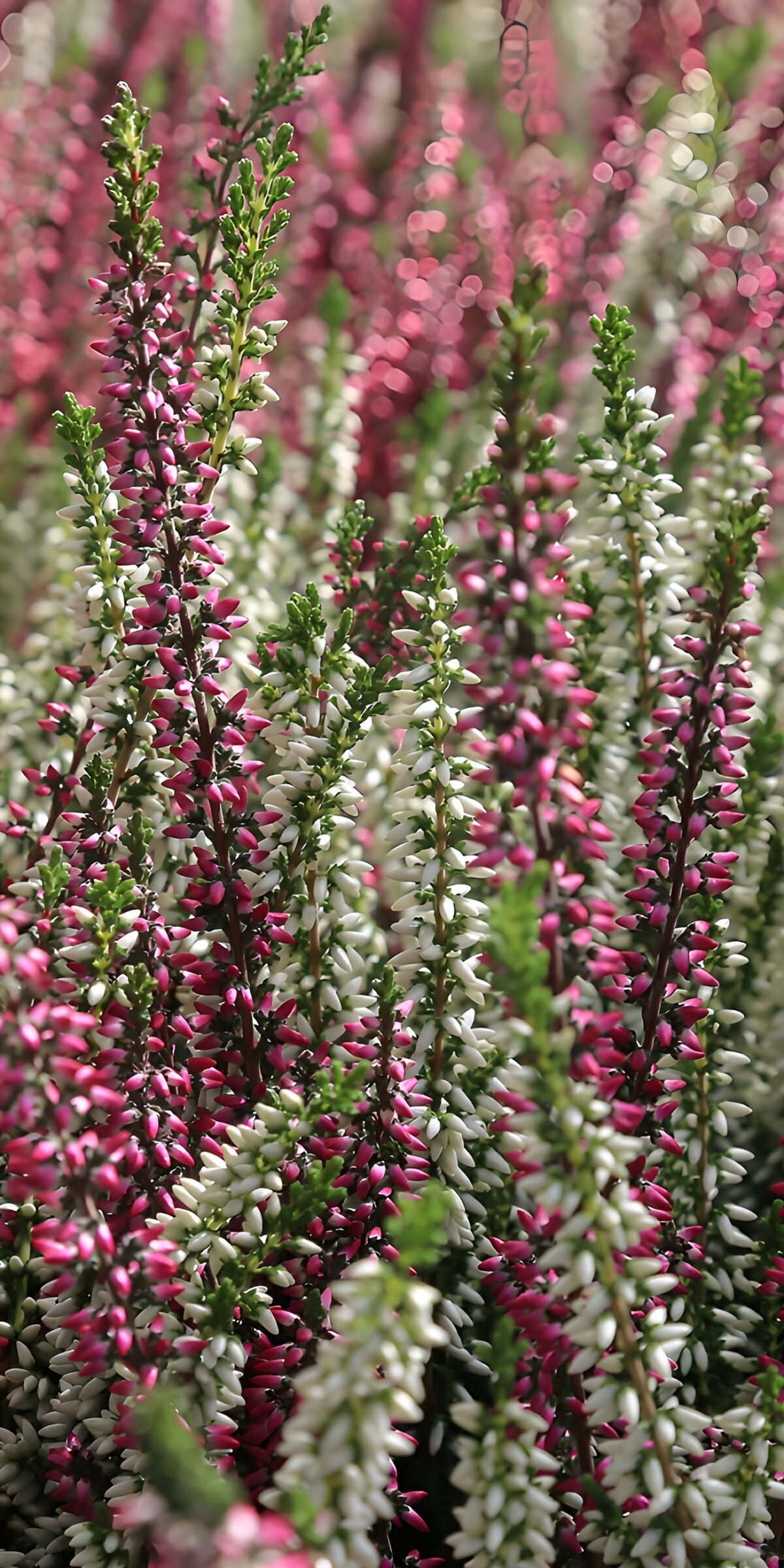 TPES54945: Brezo rosa y blanco al sol