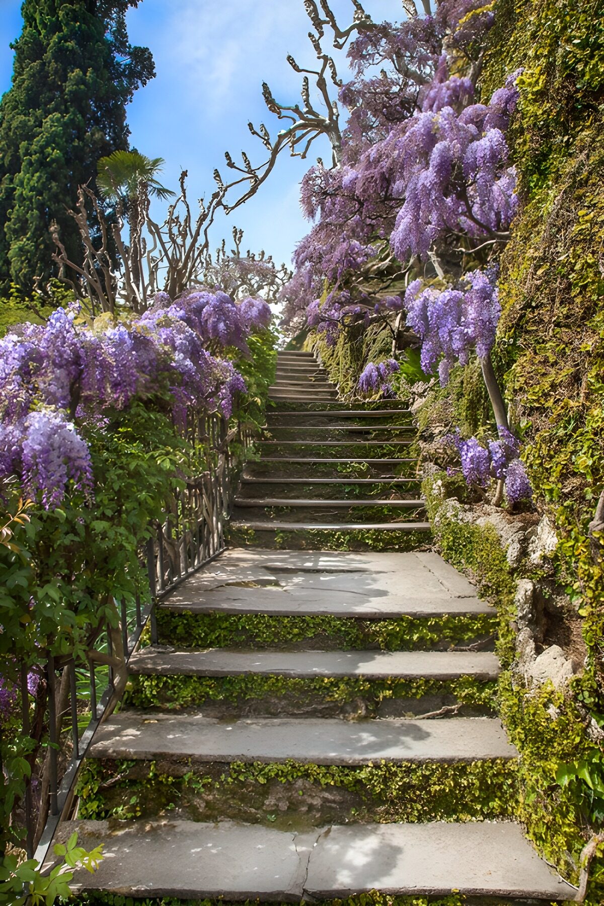 TPES58404: Escalera de piedra entre glicinias
