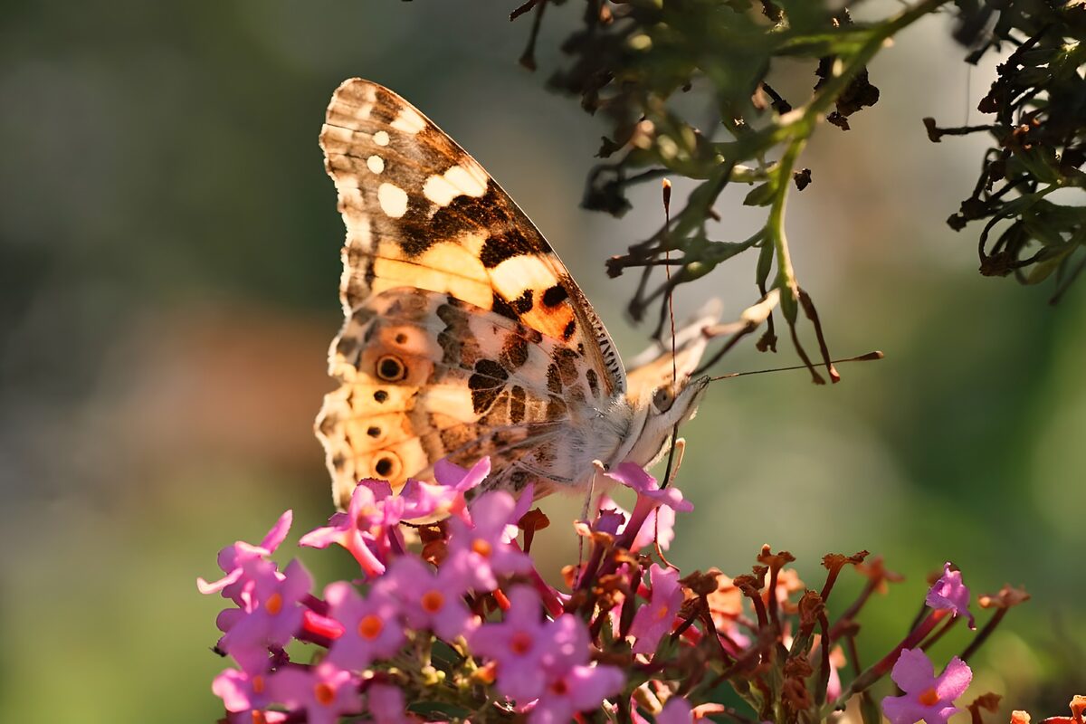 Mariposa al sol sobre flores rosas