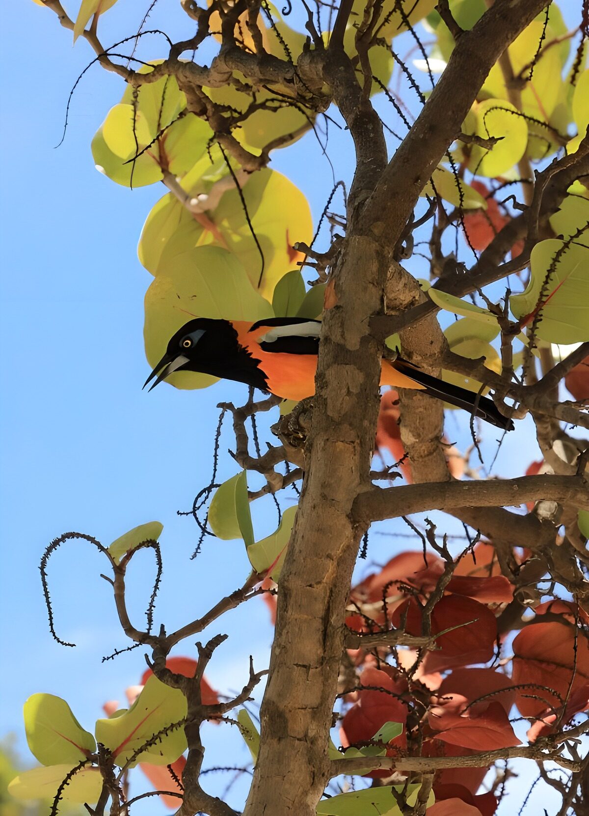 Pájaro naranja y negro entre hojas al sol