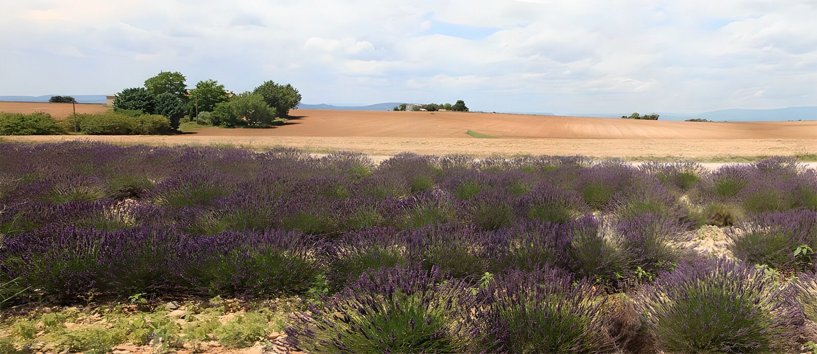 TPES45410: Lavanda entre campos dorados