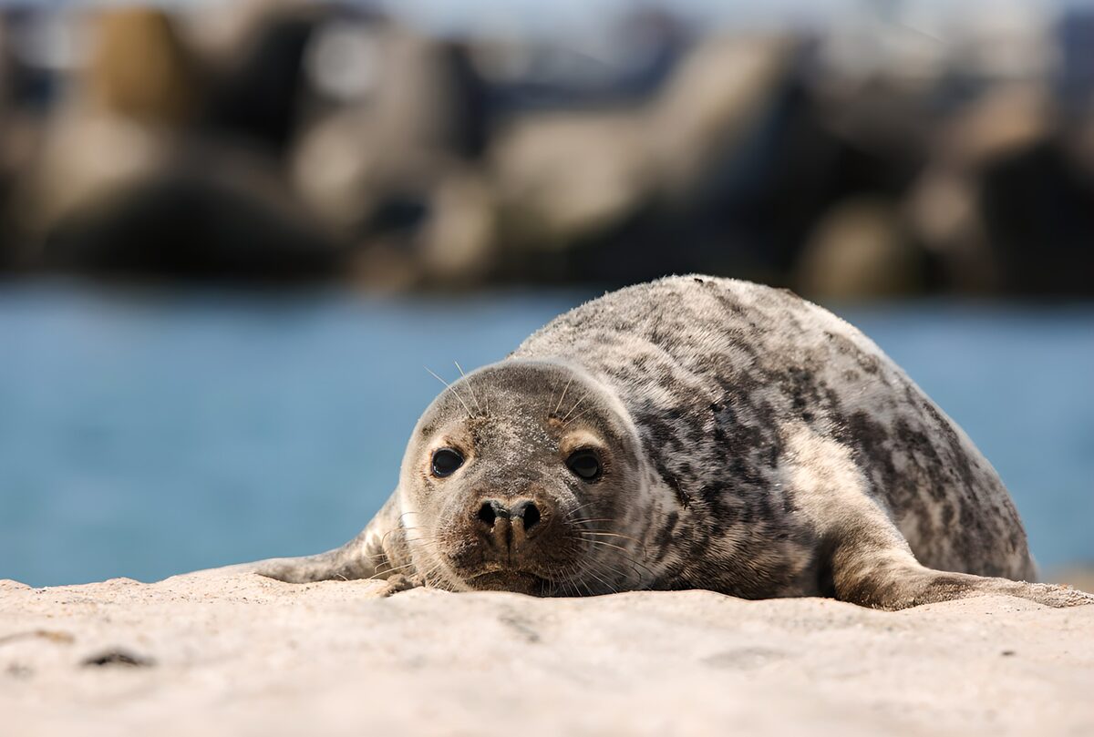 Foca tumbada junto al agua azul
