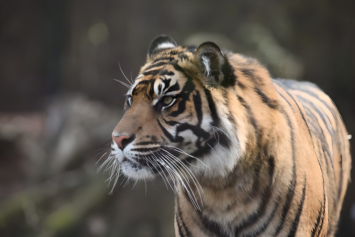 Retrato de un tigre de mirada alerta