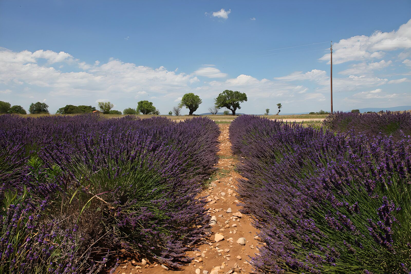 TPES88091: Sendero entre lavandas a pleno sol