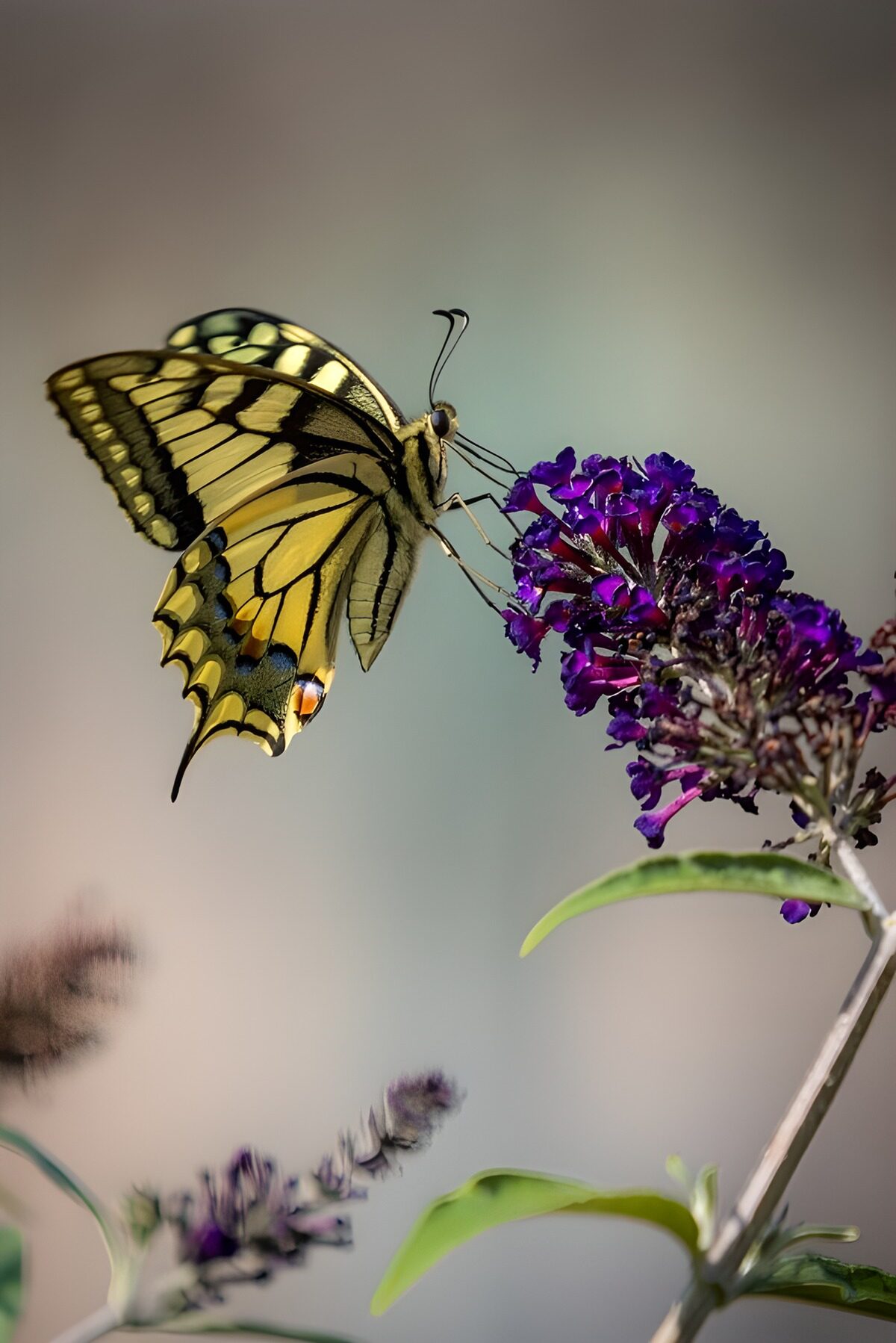 TPES62036: Mariposa amarilla sobre flores moradas
