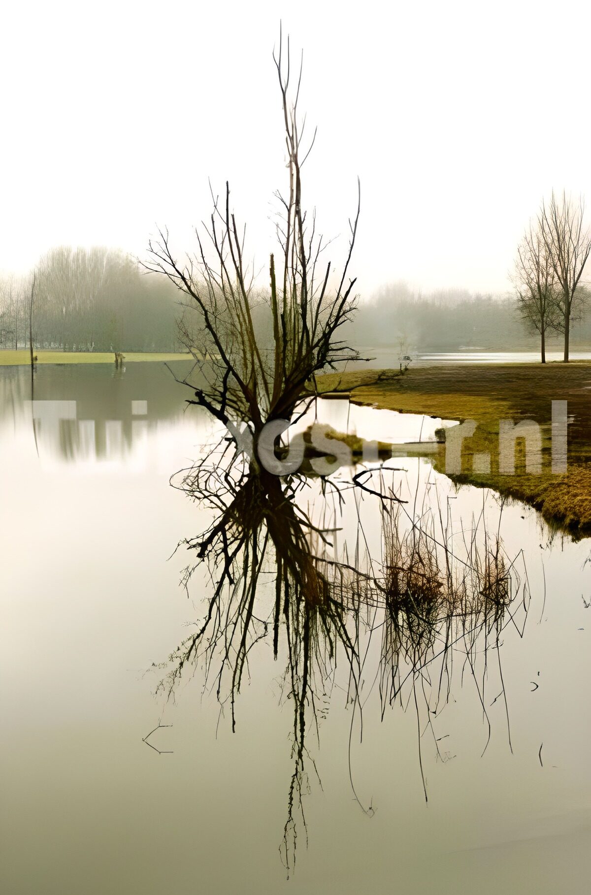 Árbol desnudo y su reflejo en la niebla