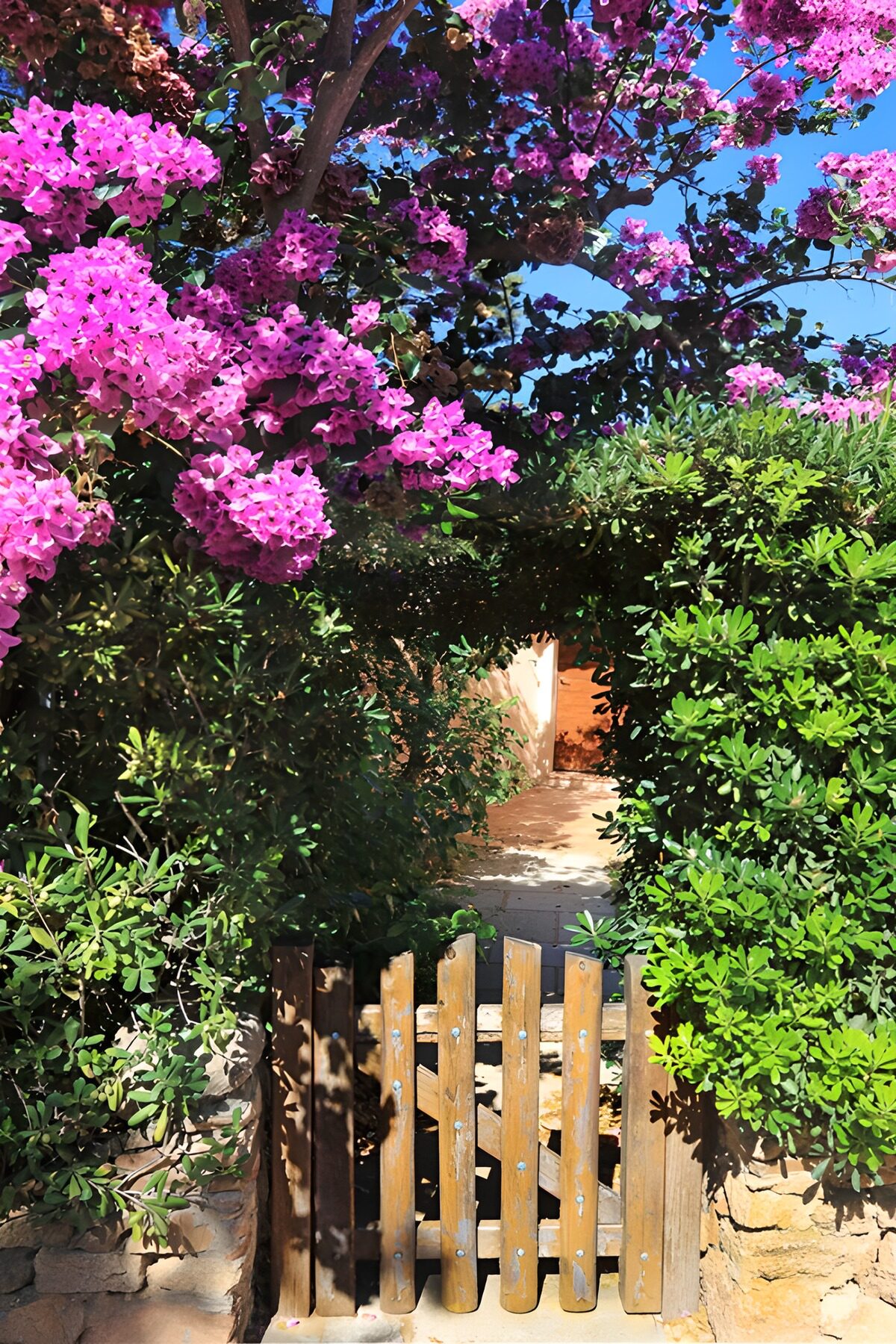 TPES71448: Portón de madera bajo buganvillas al sol