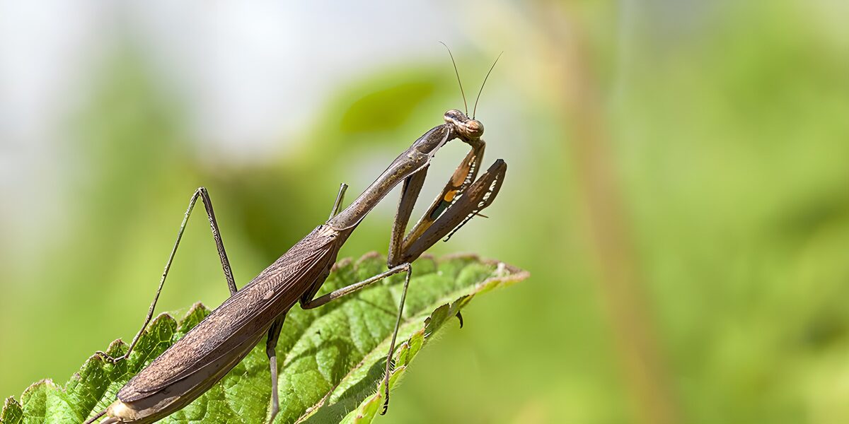 Mantis marrón al acecho sobre una hoja