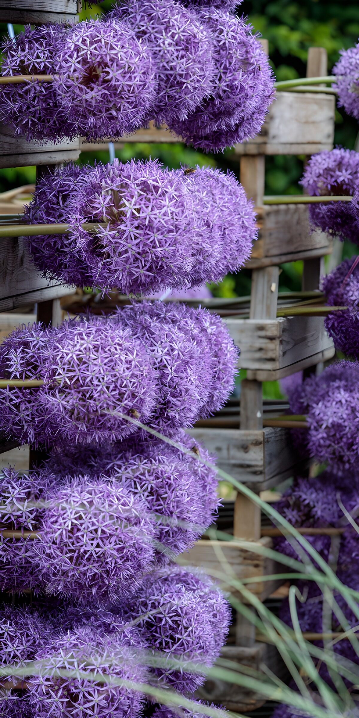 TPES24946: Alliums morados entre cestas rústicas