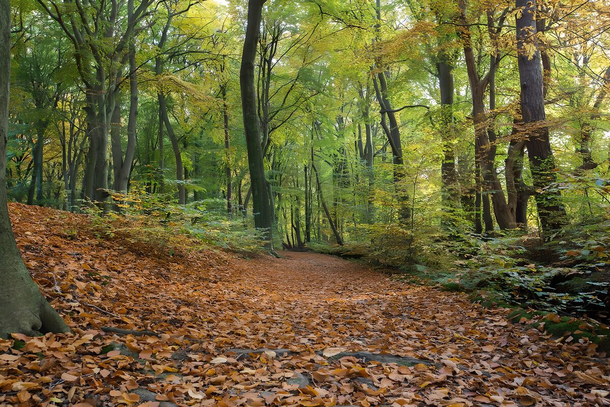 Sendero de hojas en el bosque otoñal
