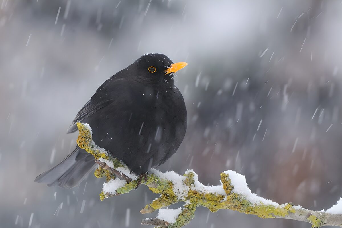 Mirlo en una rama bajo la nieve
