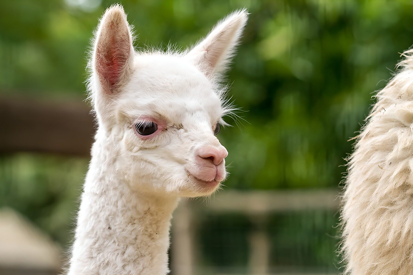 TPES42794: Alpaca blanca en primer plano
