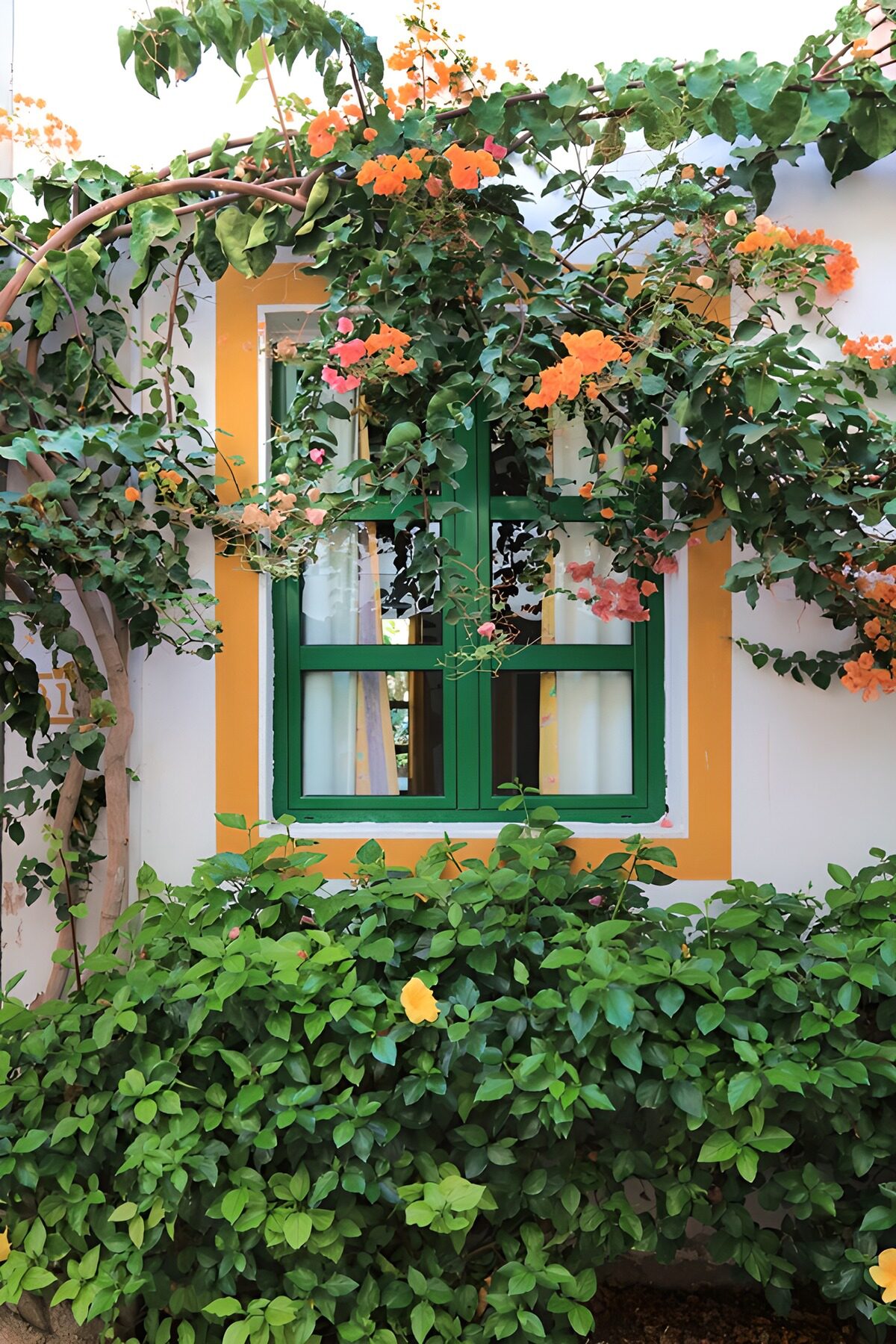 TPES24991: Ventana verde entre flores de buganvilla
