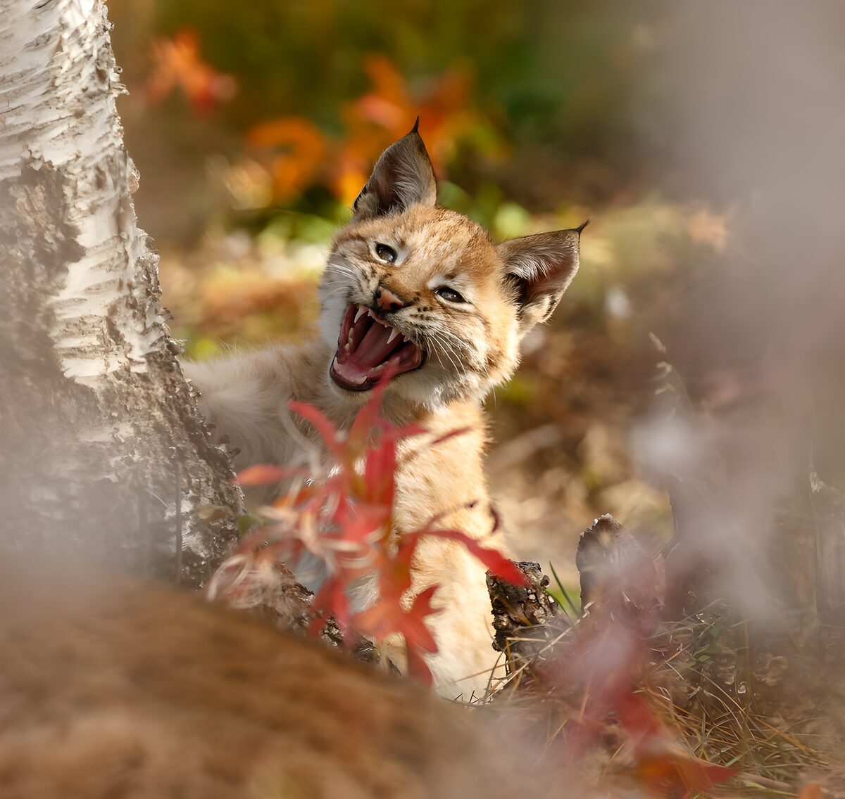 Lince joven bostezando entre hojas de otoño