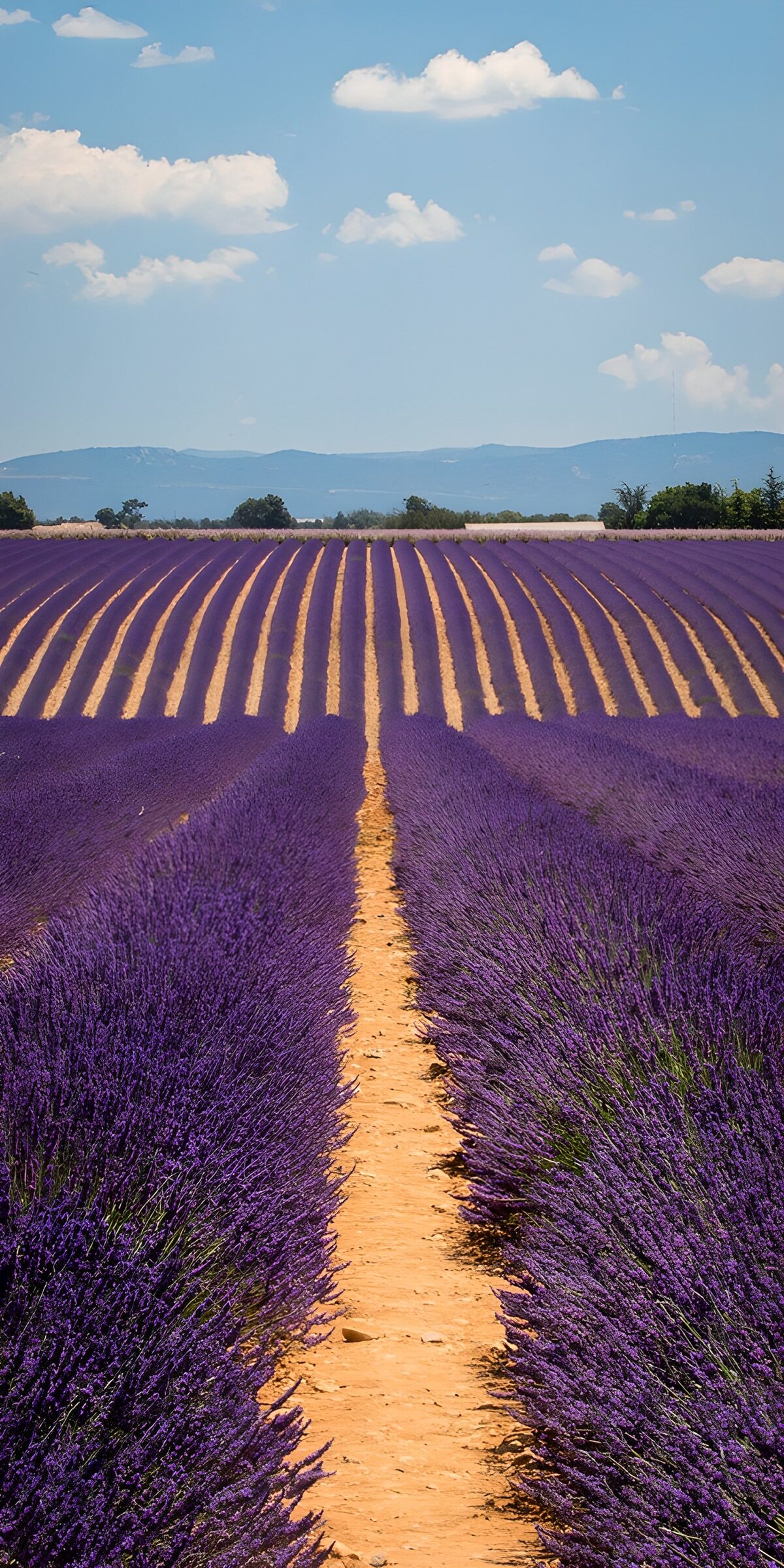 TPES13056: Lavanda en fila, verano a sus anchas