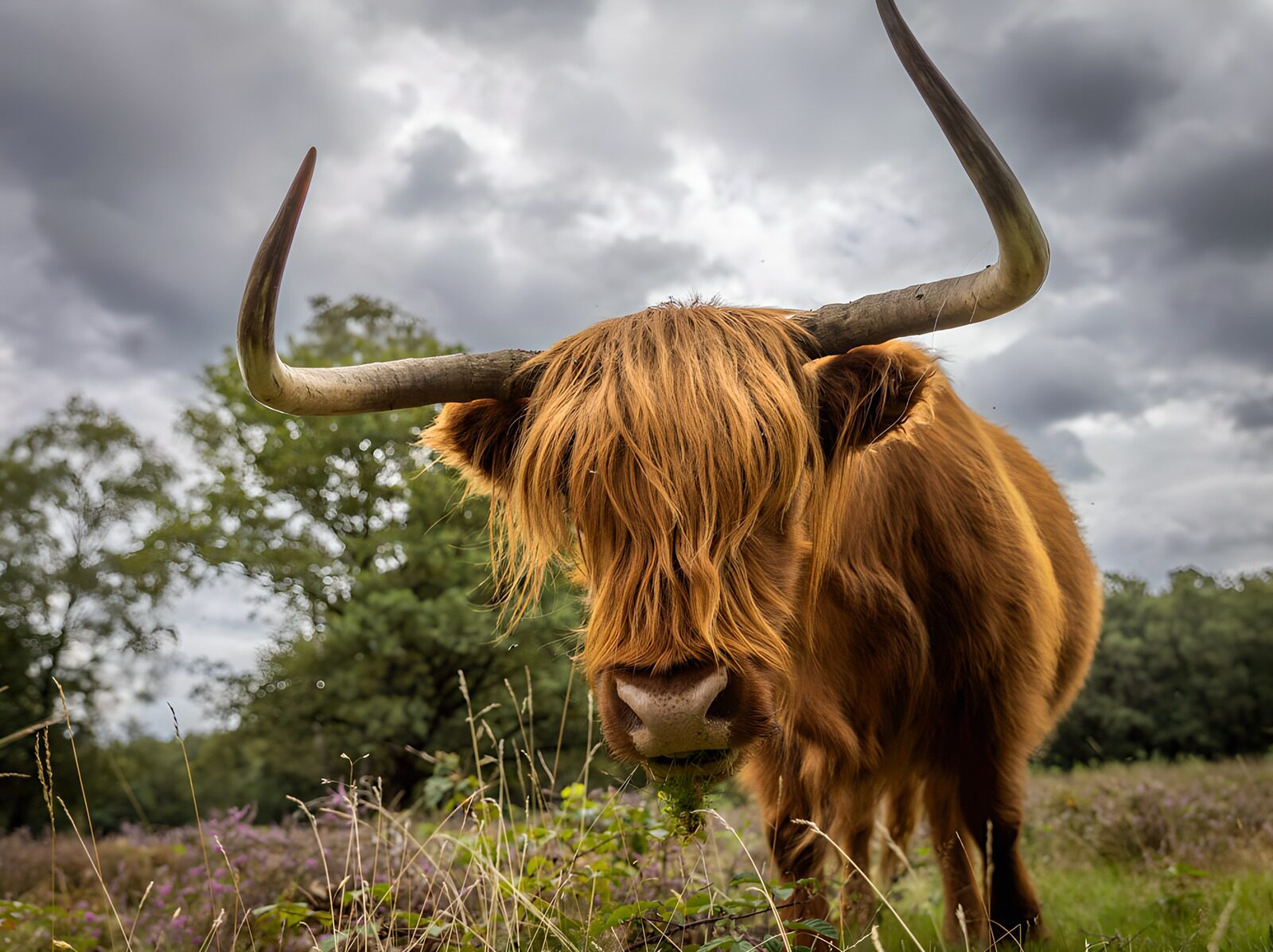 TPES50075: Vaca highland bajo un cielo gris
