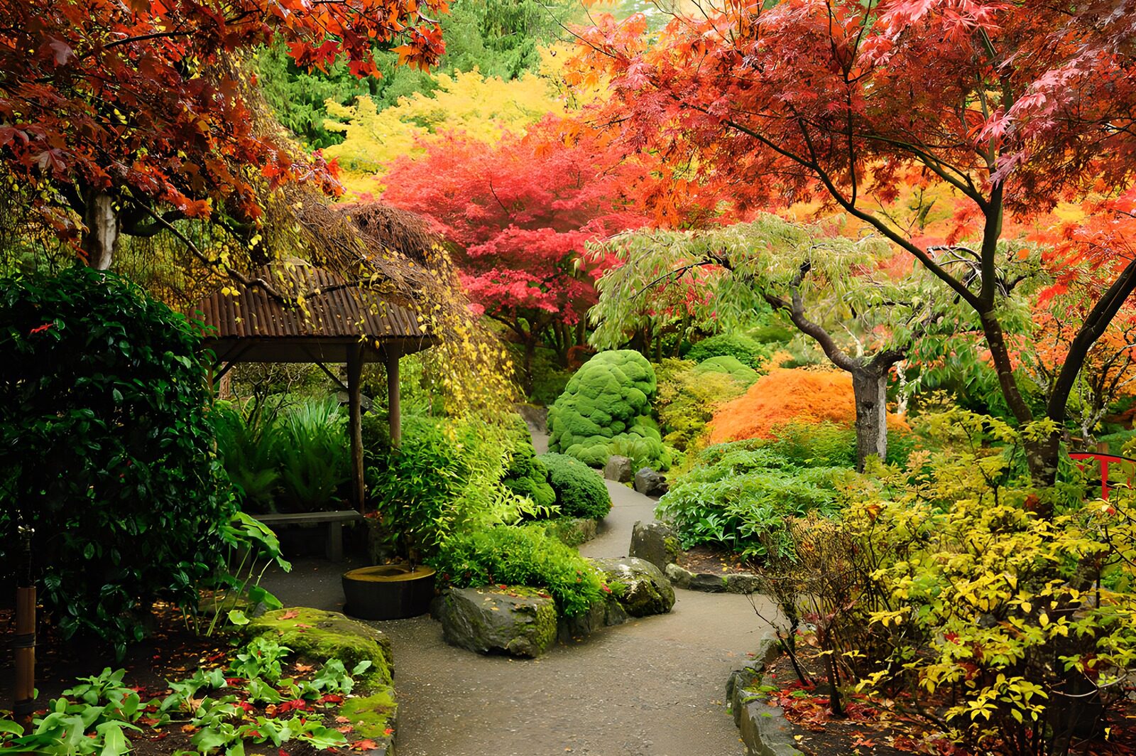TPES91695: Jardín japonés con arces de otoño