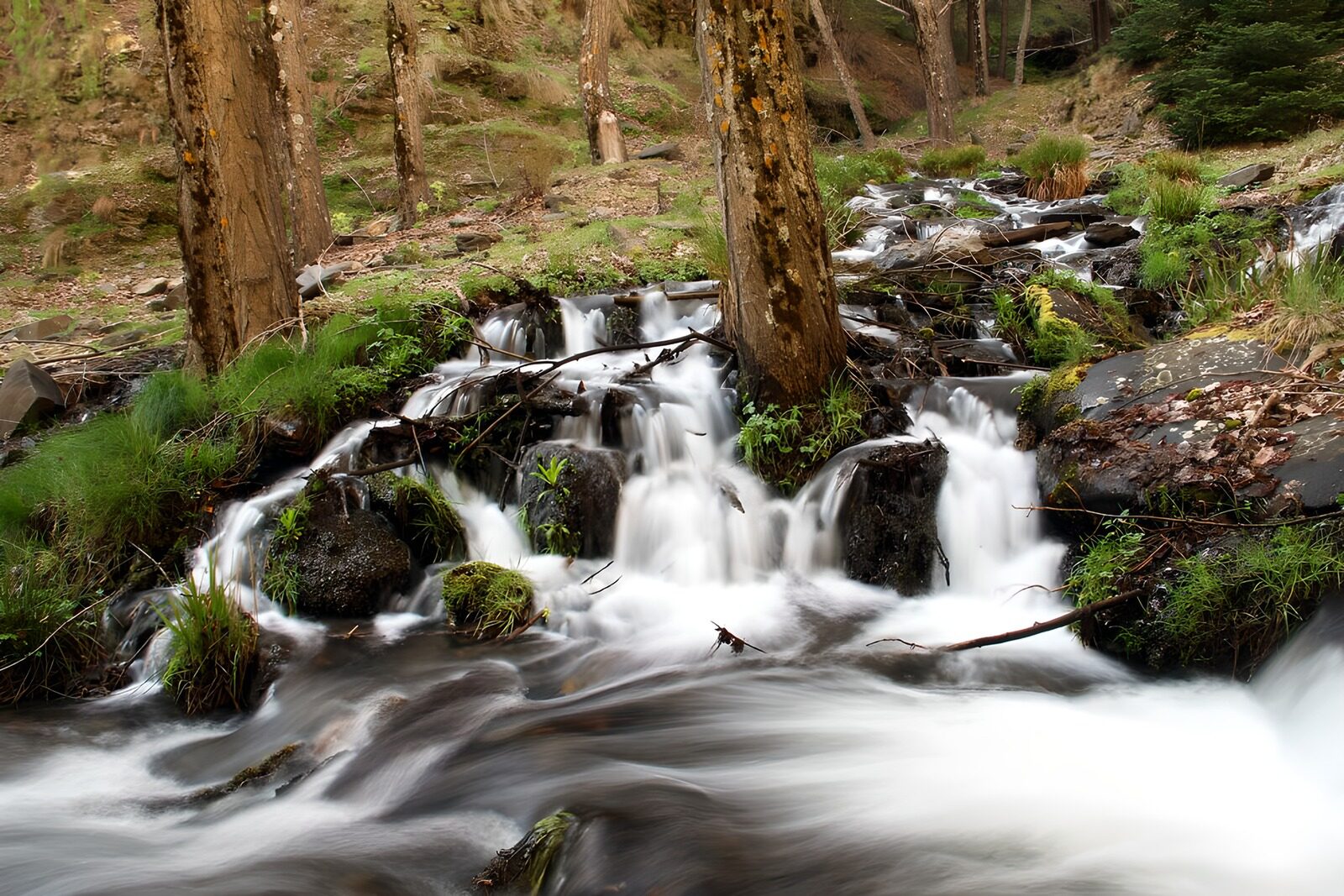 TPES37505: Arroyo de bosque entre rocas y musgo