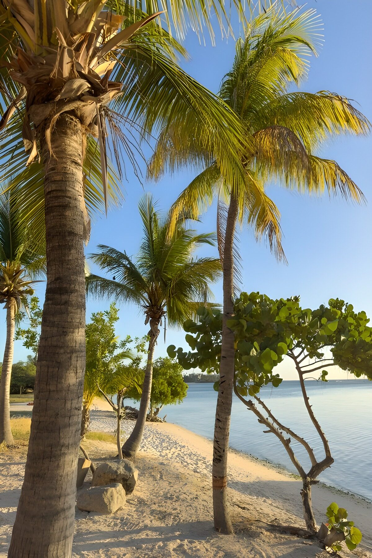 TPES90519: Playa de palmeras a la luz del sol