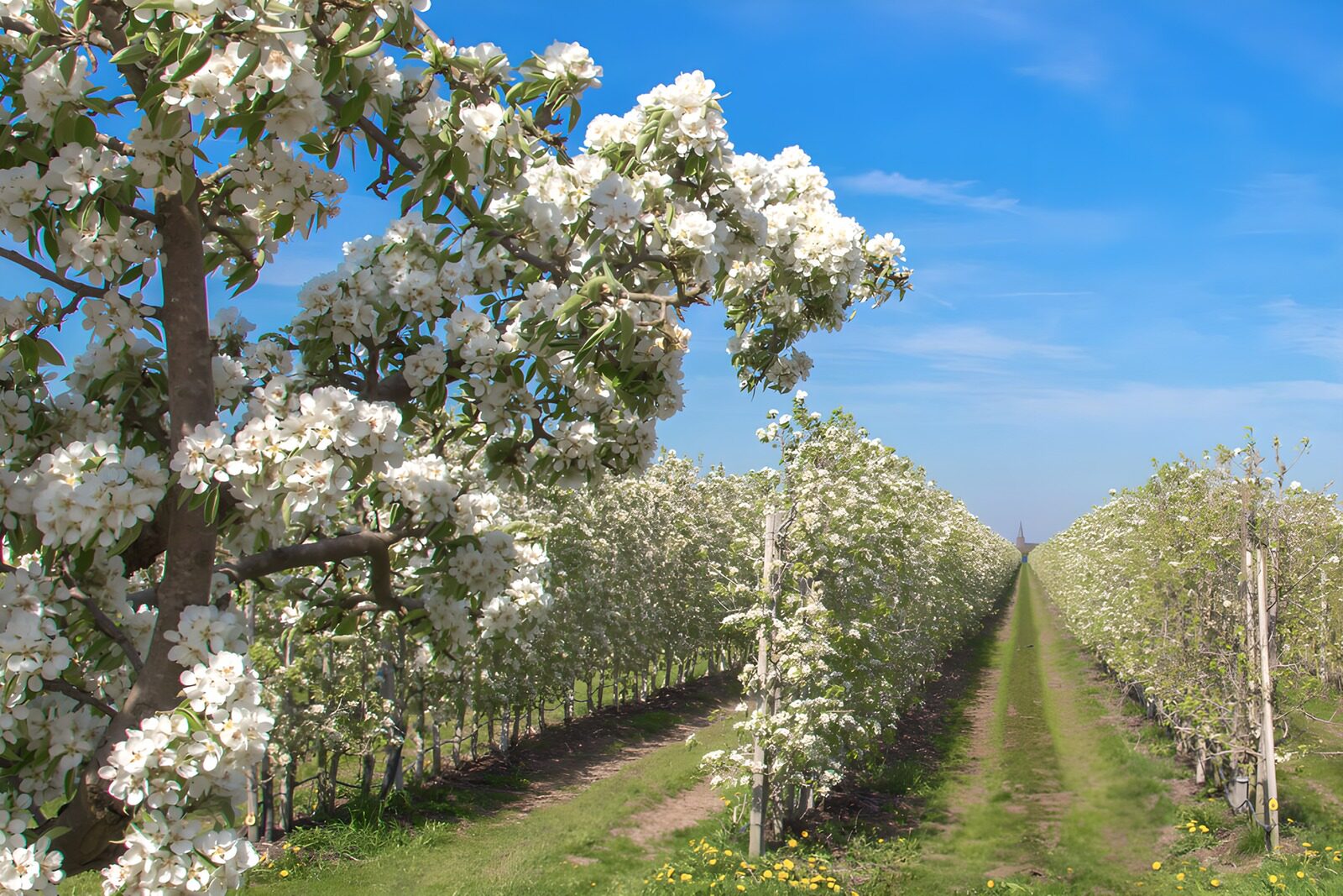TPES50863: Frutales en flor bajo un cielo despejado