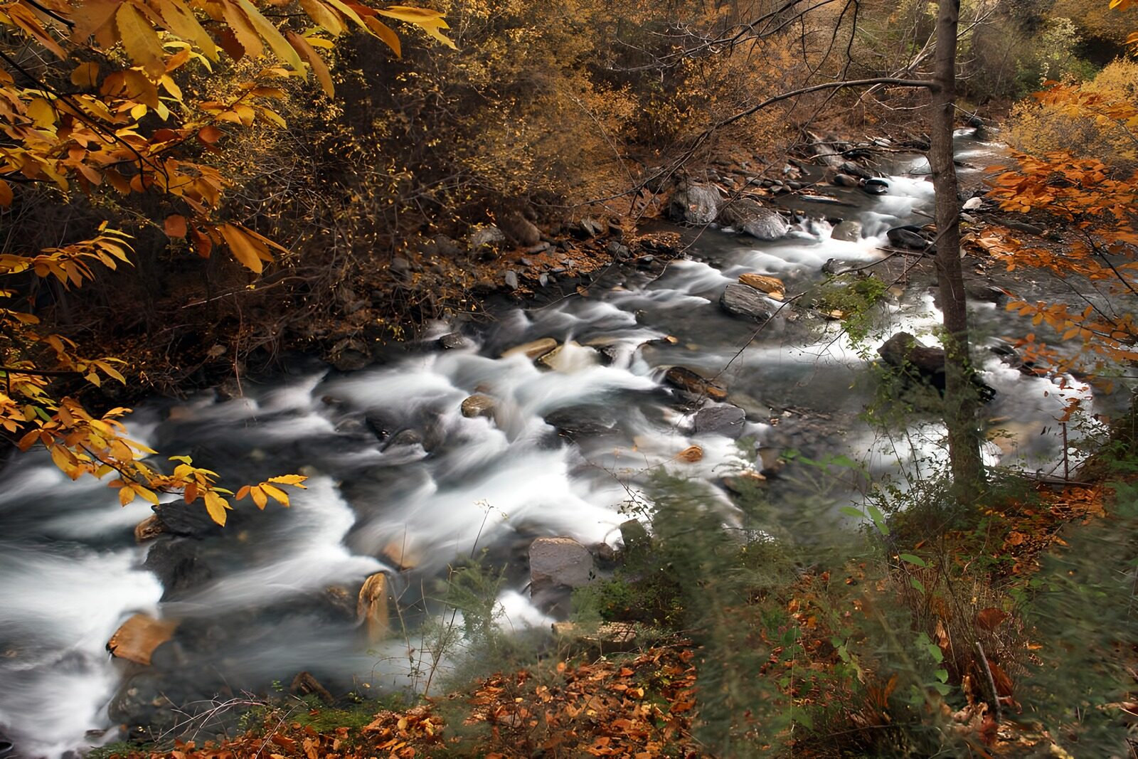 TPES93153: Hilos de agua bajo las hojas doradas