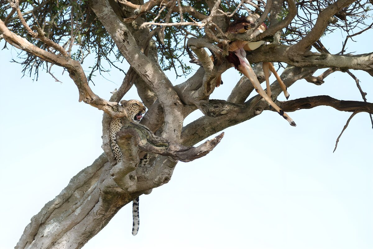 Leopardo y antílope entre ramas