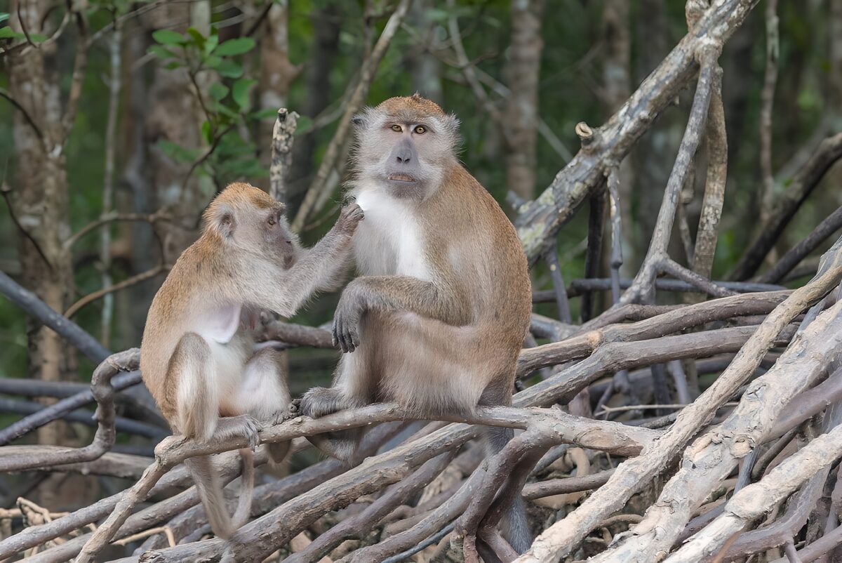 Dos macacos se acicalan entre raíces
