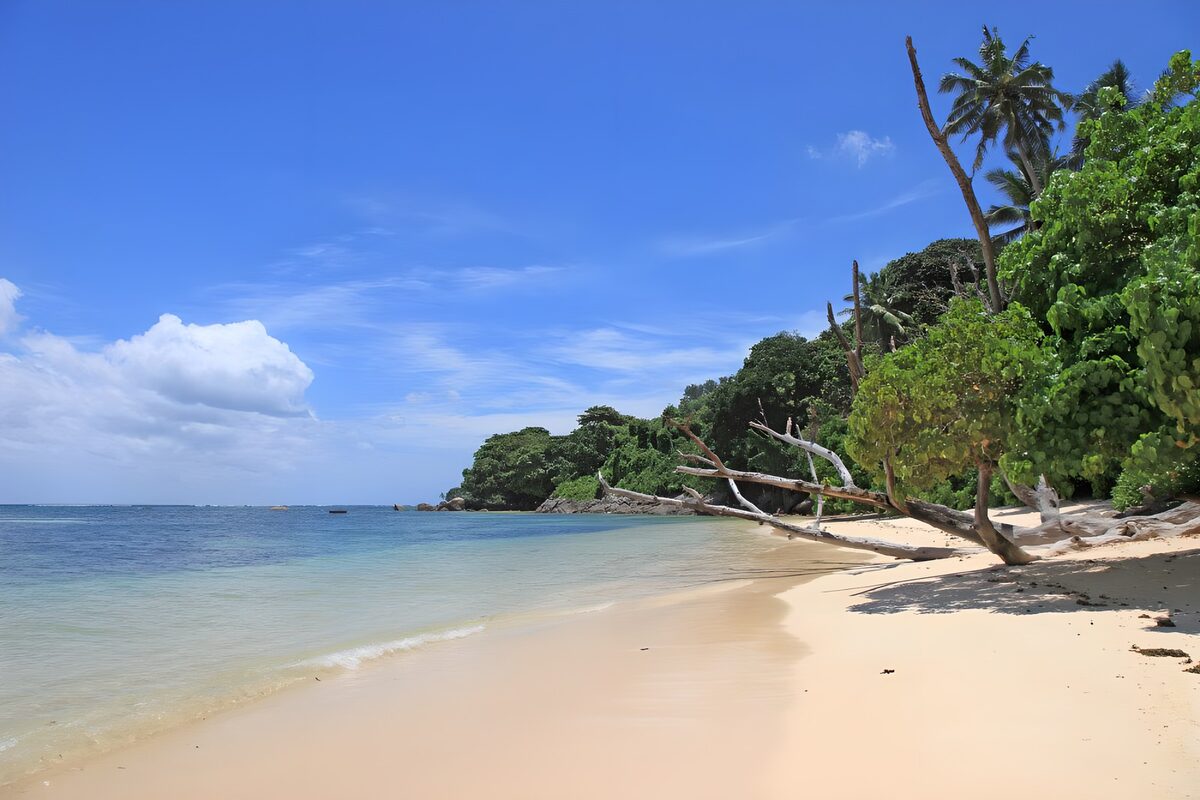 TPES63878: Playa de arena clara entre palmeras