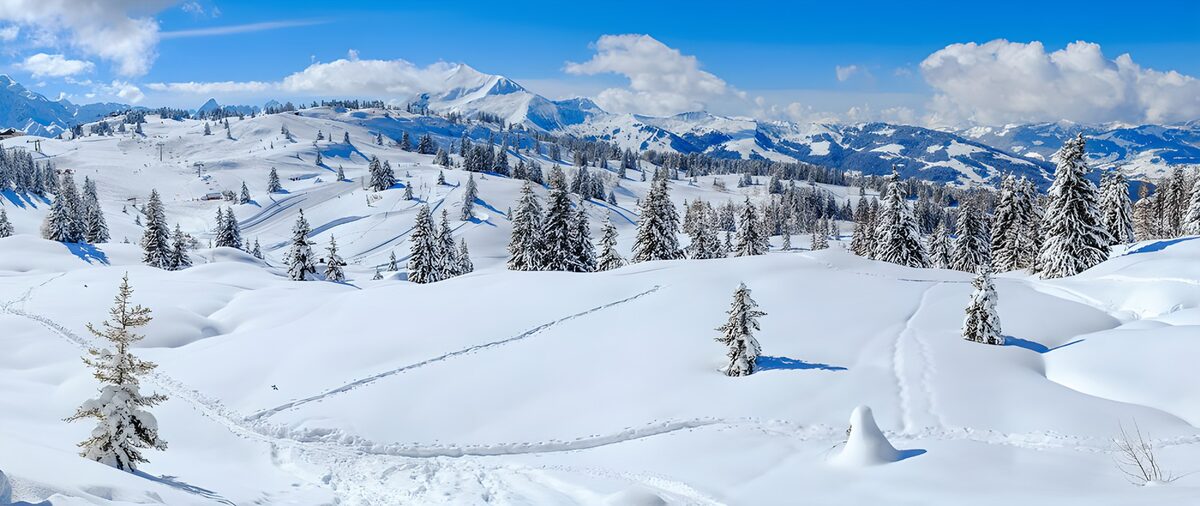 TPES75223: Montañas nevadas y coníferas al sol