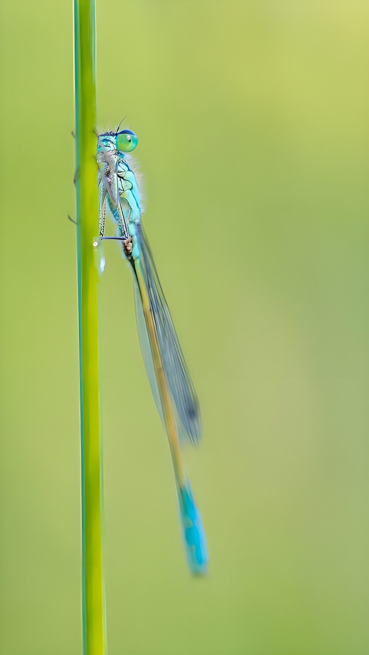 Caballito del diablo azul sobre un tallo