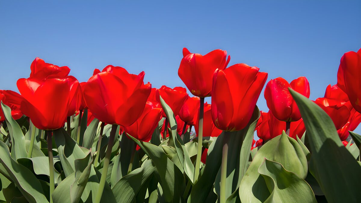 TPES61302: Tulipanes rojos al sol de primavera