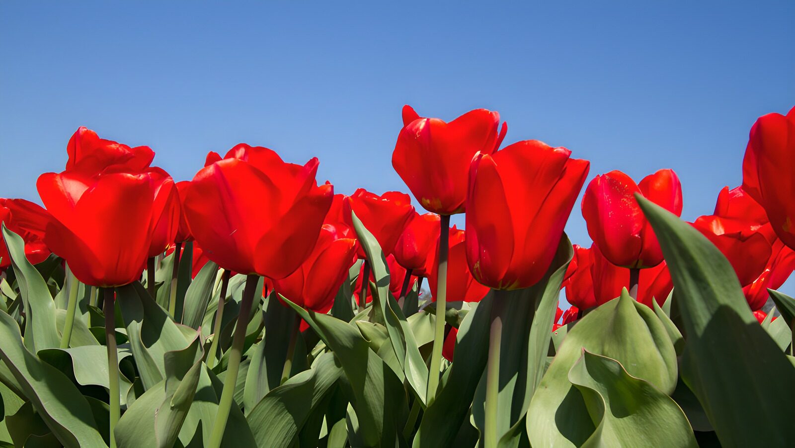 TPES61302: Tulipanes rojos al sol de primavera