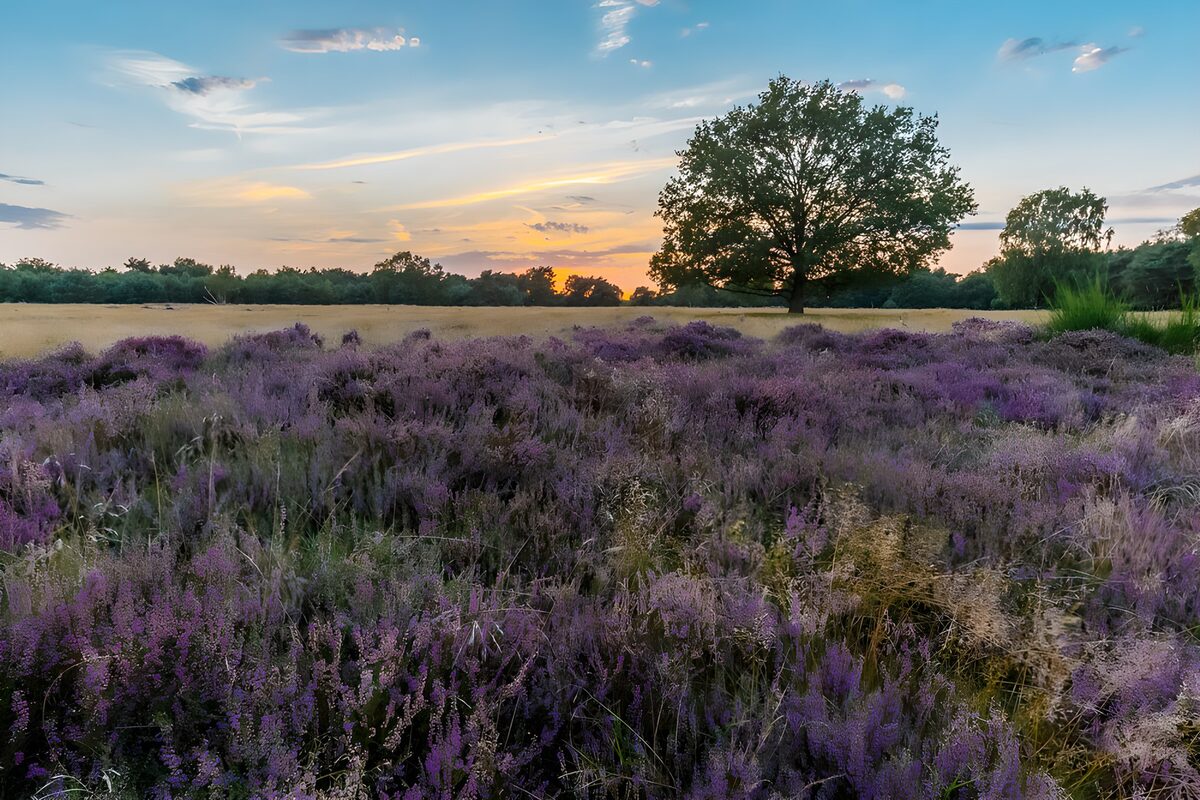 Brezos en flor y un árbol al atardecer