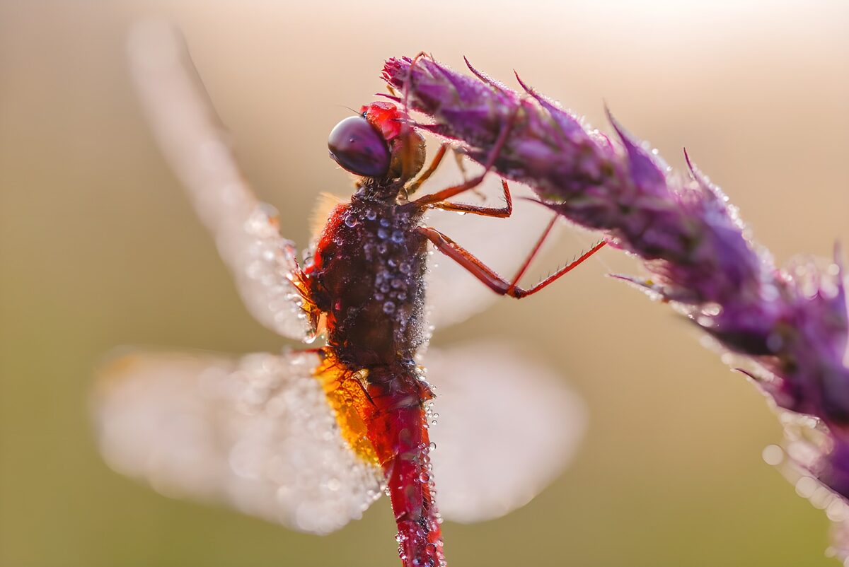 Libélula roja cubierta de rocío