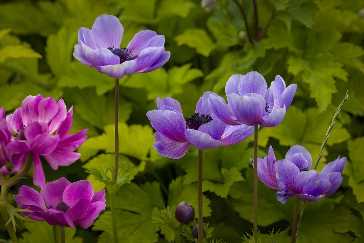 Anémonas rosas y lilas al natural