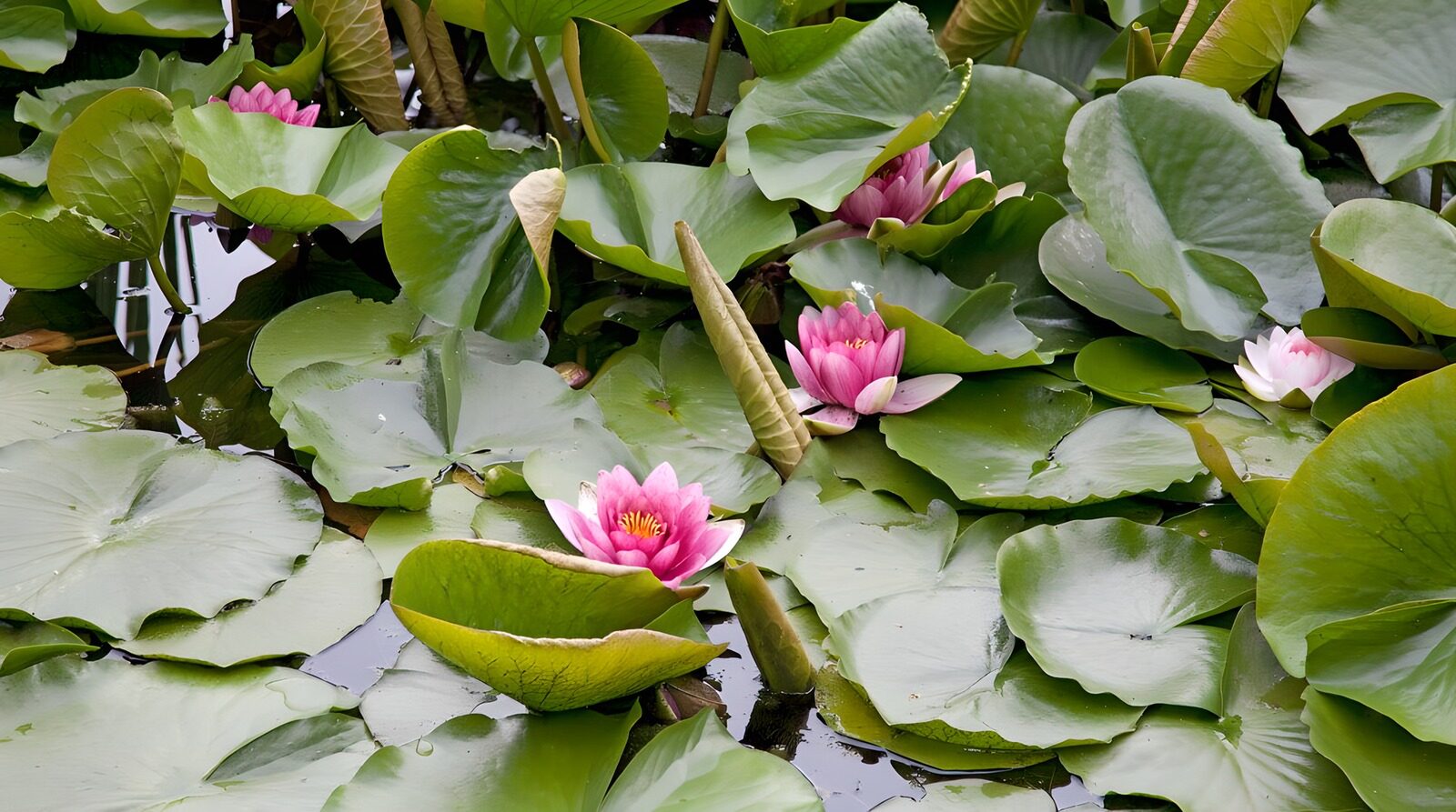 TPES15711: Nenúfares rosas entre hojas brillantes