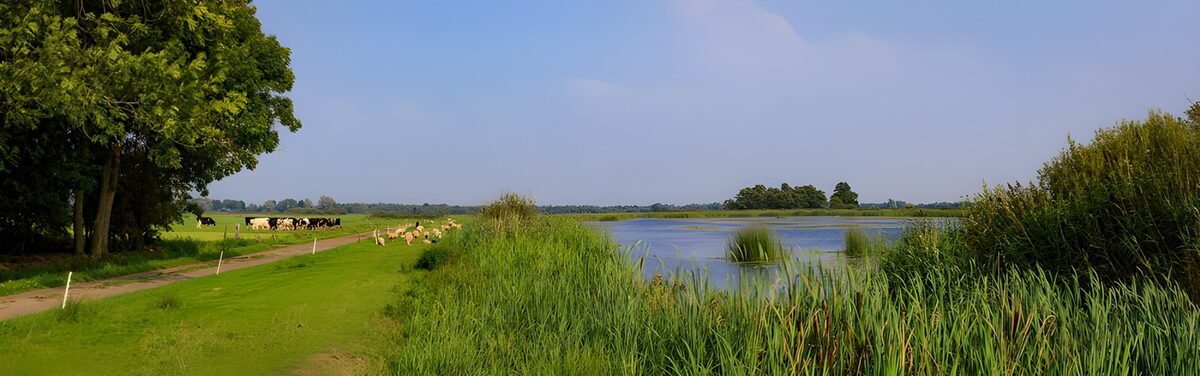 TPES11580: Pradera con vacas y carrizos junto al agua