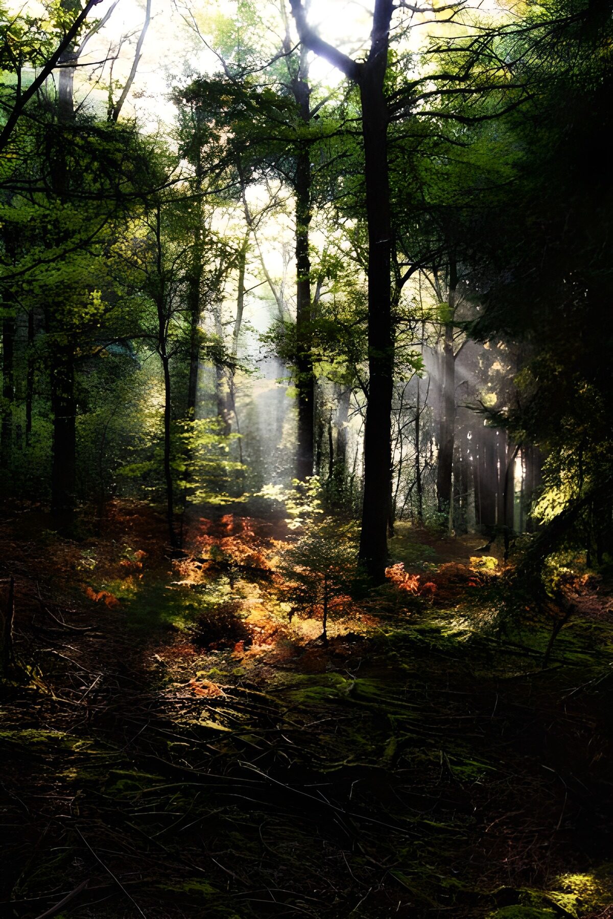 TPES50535: Bosque entre sombras y rayos de sol