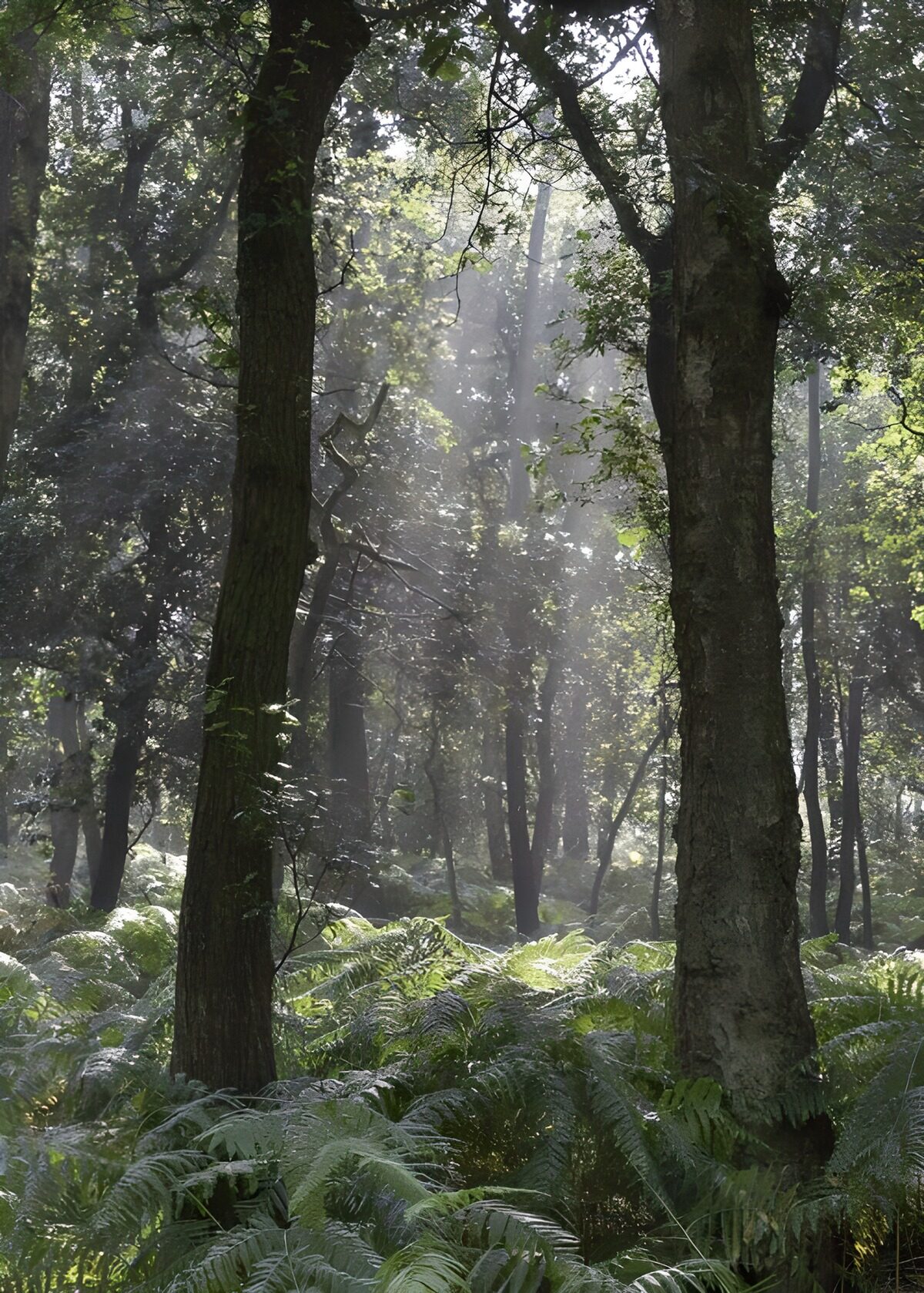 TPES17867: Bosque de helechos entre luces y sombras
