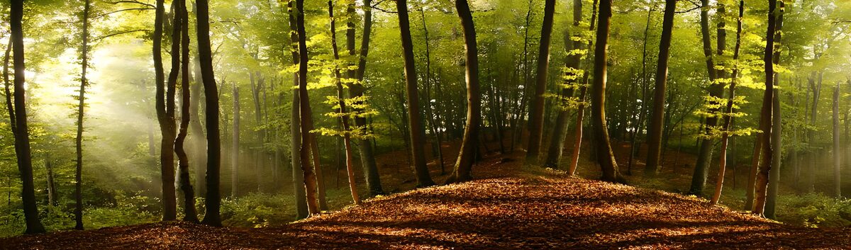 TPES64809: Luz dorada en el silencio del bosque