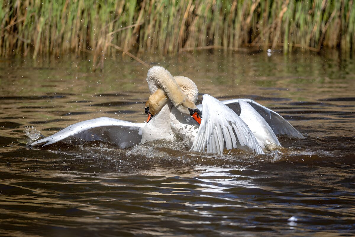 TPES70214: Dos cisnes entre alas y salpicaduras