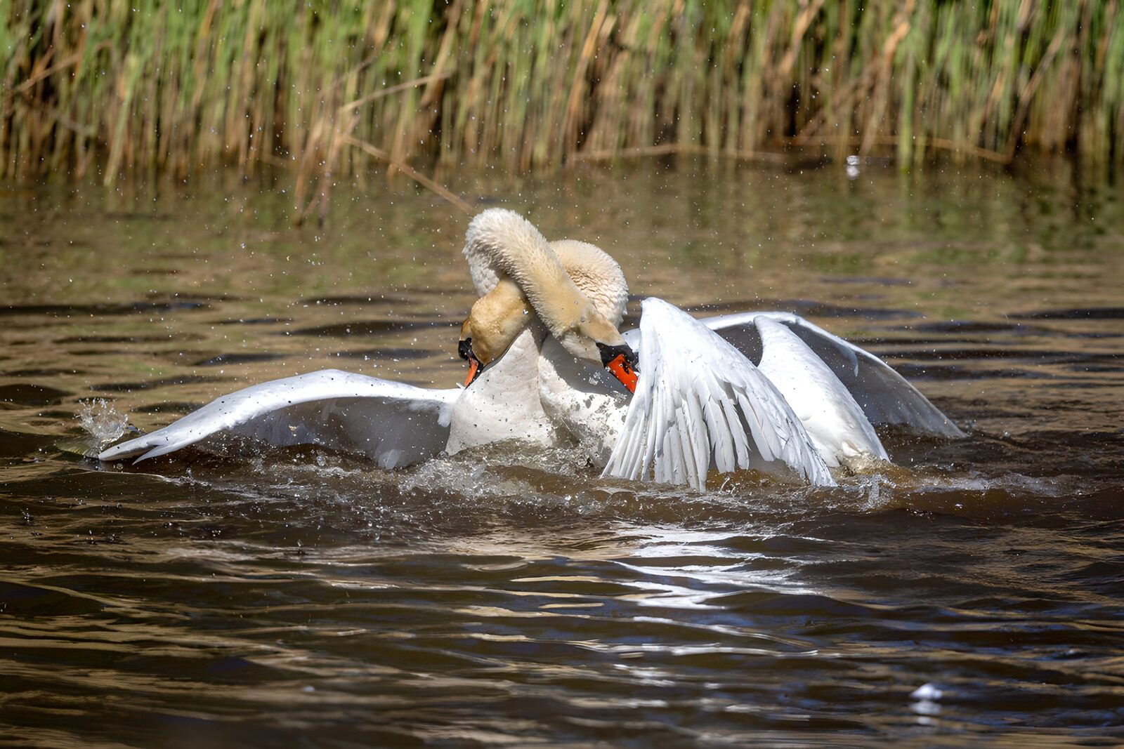 TPES70214: Dos cisnes entre alas y salpicaduras