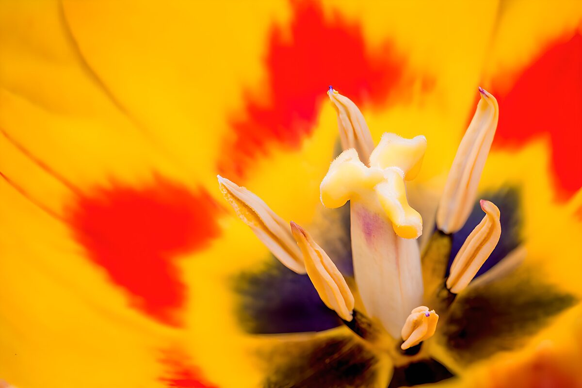 Tulipán amarillo y rojo a plena luz