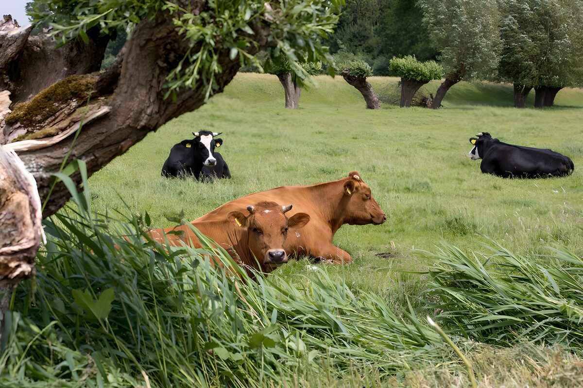 Cuatro vacas descansando en el prado