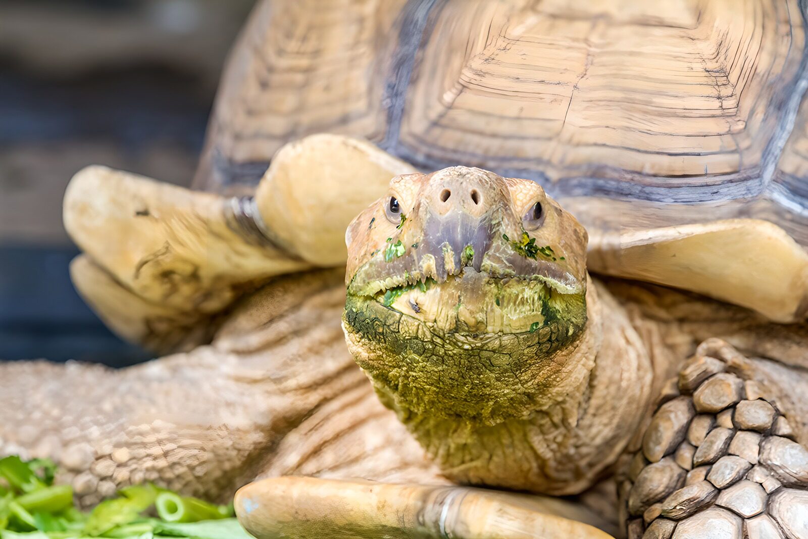 TPES34581: Tortuga terrestre con restos de verdura