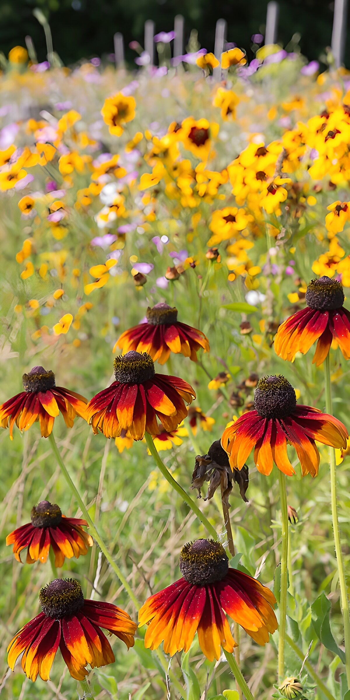 TPES97326: Flores rojas y amarillas al sol